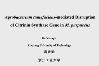 Jia Xiaoqin  Zhejiang University of Technology 嘉晓勤 浙江工业大学 Agrobacterium   tumefaciens -mediated Disruption of Citrinin Synthase Gene in  M.   purpureus 