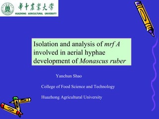Isolation and analysis of  mrf A  involved in aerial hyphae development of  Monascus ruber Yanchun Shao College of Food Science and Technology   Huazhong Agricultural University  