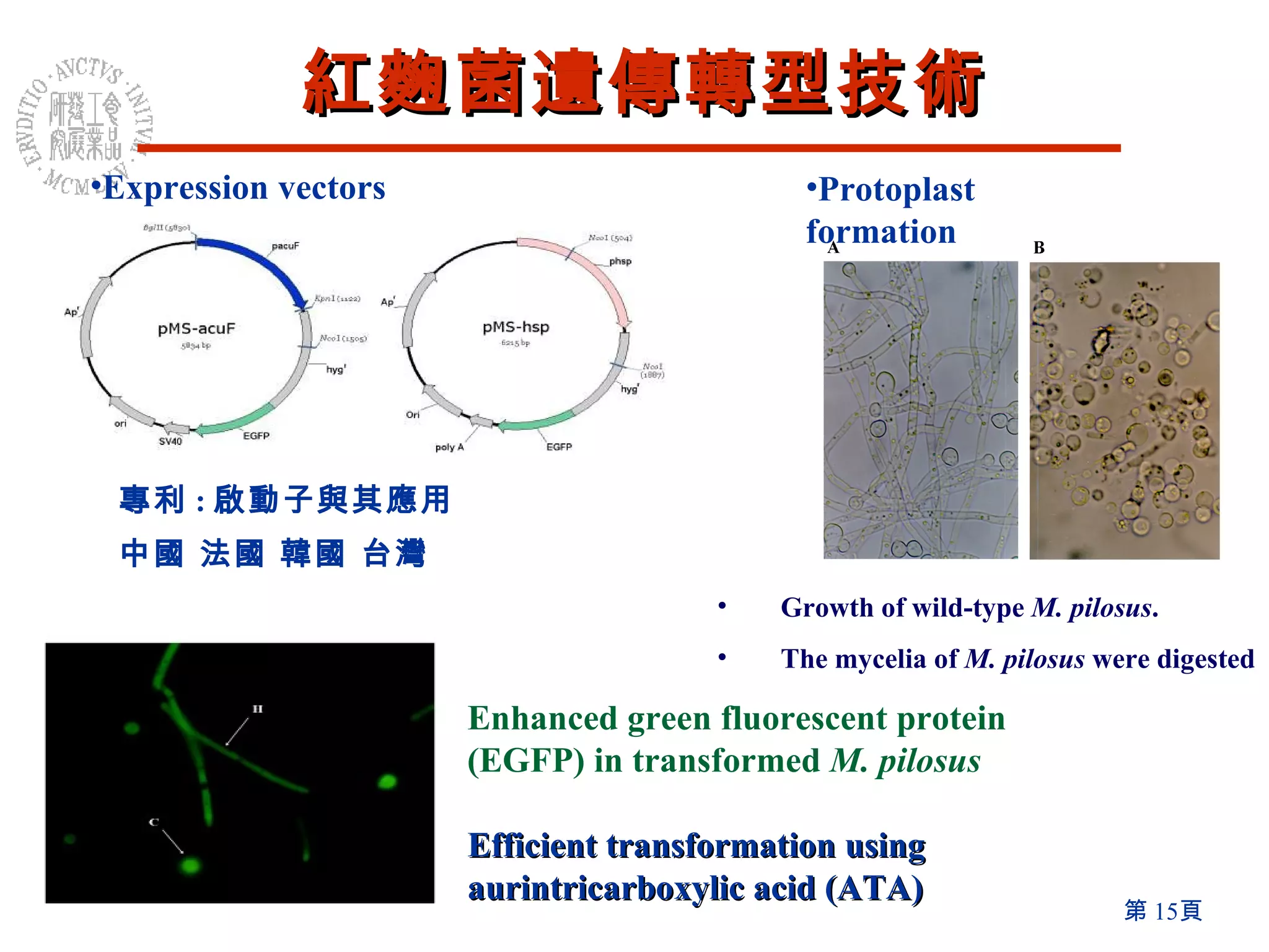 紅麴菌遺傳轉型技術 Protoplast formation Expression vectors Growth of wild-type  M. pilosus .  The mycelia of  M. pilosus  were digested Enhanced green fluorescent protein (EGFP) in transformed  M. pilosus Efficient transformation using aurintricarboxylic acid (ATA) 專利 : 啟動子與其應用 中國 法國 韓國 台灣  