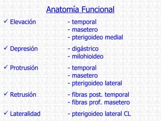 Anatomía Funcional Elevación - temporal - masetero - pterigoideo medial Depresión - digástrico - milohioideo Protrusión - temporal - masetero - pterigoideo lateral Retrusión - fibras post. temporal - fibras prof. masetero Lateralidad - pterigoideo lateral CL 