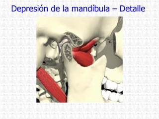 Depresión de la mandíbula – Detalle  