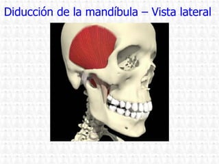 Diducción de la mandíbula – Vista lateral  