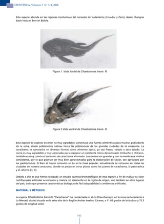 CIENTÍFICA, Volumen 5 N° 3/4, 2008



 Esta especie abunda en las regiones montañosas del noroeste de Sudamérica (Ecuador y Perú), desde Changres
 basin hasta el Beni en Bolivia.




                                  Figura 1. Vista frontal de Chaetostoma brevis R.




                                  Figura 2.Vista ventral de Chaetostoma brevis R.




 Esta especie de aspecto exterior no muy agradable, constituye una fuente alimenticia para muchos pobladores
 de la selva, desde poblaciones nativas hasta las poblaciones de las grandes ciudades de la amazonía. La
 carachama se aprovecha en diversas formas como alimento típico, ya sea fresco, salado o seco salado. La
 carne es muy agradable y muy apreciada para preparar un excelente menú denominado timbuche o chilcano,
 también es muy común el consumo de carachama ahumado. Los óvulos son grandes y con la membrana vitelina
 consistente, por lo que podrían ser muy bien aprovechados para la elaboración de caviar, tan apreciado por
 los gastrónomos. Si bien el mayor consumo se da en la clase popular, actualmente se consume en todas las
 ciudades de nuestra amazonía, donde se preparan otros platos como los juanes de carachama, la patarashca
 y el cebiche (3, 4).

 Debido a ello es que hemos realizado un estudio químico-bromatológico de esta especie a fin de evaluar su valor
 nutritivo para estimular su consumo y crianza, no solamente en la región de origen, sino también en otros lugares
 del país, dado que presenta características biológicas de fácil adaptabilidad a ambientes artificiales.

 MATERIAL Y MÉTODOS

 La especie Chaetostoma brevis R. “Carachama” fue recolectada en el río Chanchamayo, en la zona perteneciente a
 La Merced, ciudad situada en la selva alta de la Región Andrés Avelino Cáceres, a 11.05 grados de latitud sur y 75.3
 grados de longitud oeste.



                                                        190
 