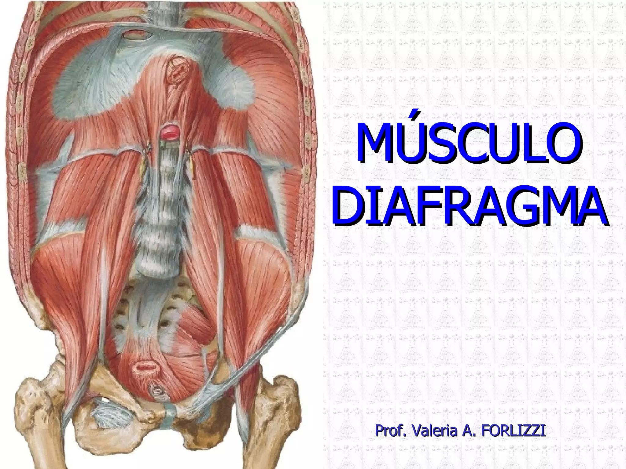 MÚSCULO DIAFRAGMA Prof. Valeria A. FORLIZZI
