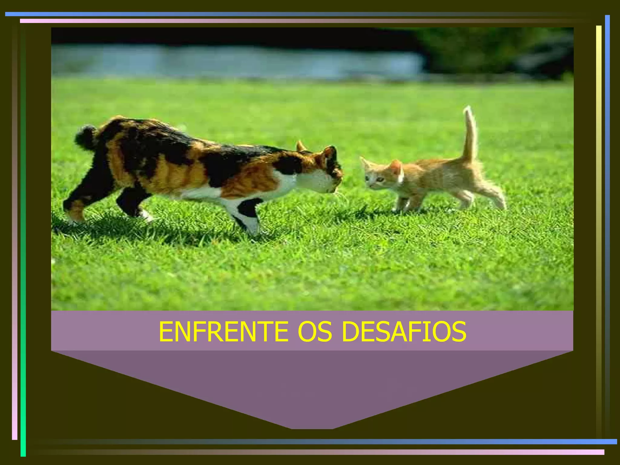 ENFRENTE OS DESAFIOS 