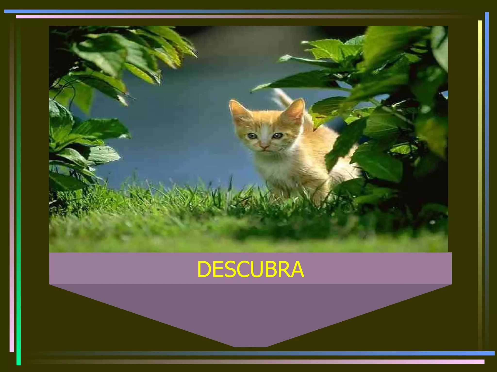 DESCUBRA 