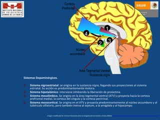Sistemas Dopaminérgicos. Sistema nigroestriatal : se origina en la sustancia  nigra , llegando sus proyecciones al sistema estriatal. Su acción es predominantemente motora.  Sistema hipotalámico : interviene inhibiendo la liberación de prolactina.  Sistema mesolímbico.  Se origina en la área tegmental ventral (ATV) y proyecta hacia la corteza prefrontal medial, la corteza del cíngulo y la corteza perirrinal.  Sistema mesocortical.   Se origina en el ATV y proyecta predominantemente al núcleo  accumbens  y al tubérculo olfatorio, pero también inerva al  septum , a la amígdala y al hipocampo.  Imagen modificada de: Instituto Nacional sobre la Drogadicción de Estados Unidos (NIDA):  http://www.drugabuse.gov/pubs/teaching/largegifs/slide-9.gif   Area Tegmental Ventral Sustancia nigra Núcleo accumbens Corteza Prefrontal 1 2 3 4 
