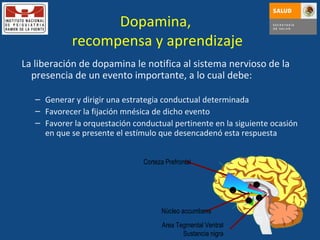 Dopamina,  recompensa y aprendizaje La liberación de dopamina le notifica al sistema nervioso de la presencia de un evento importante, a lo cual debe:  Generar y dirigir una estrategia conductual determinada Favorecer la fijación mnésica de dicho evento  Favorer la orquestación conductual pertinente en la siguiente ocasión en que se presente el estímulo que desencadenó esta respuesta Area Tegmental Ventral Sustancia nigra Núcleo accumbens Corteza Prefrontal 1 2 3 4 