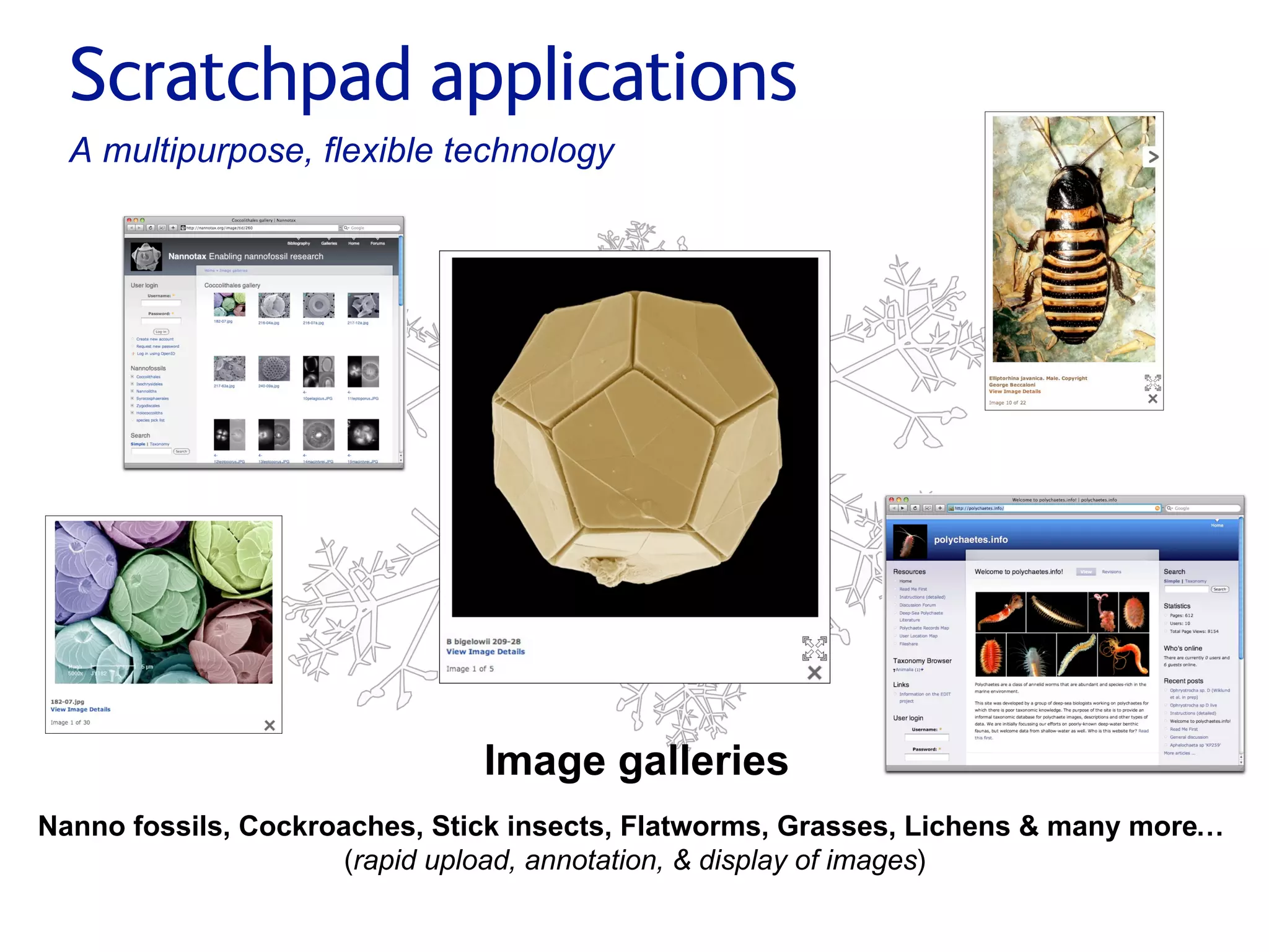 Small pieces loosely joined: a unified theory of biodiversity for the web.