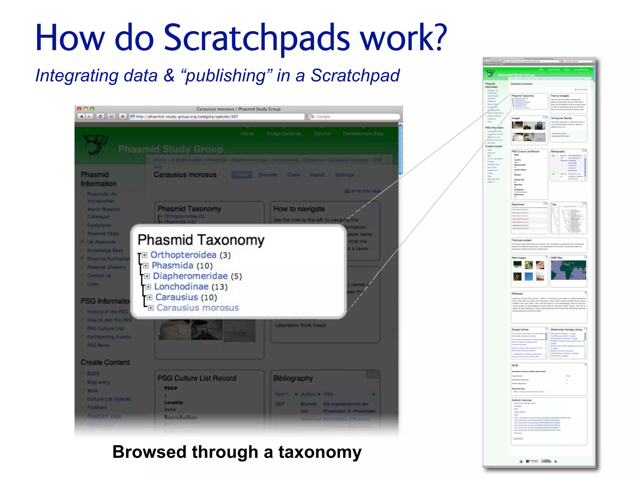 Small pieces loosely joined: a unified theory of biodiversity for the web.