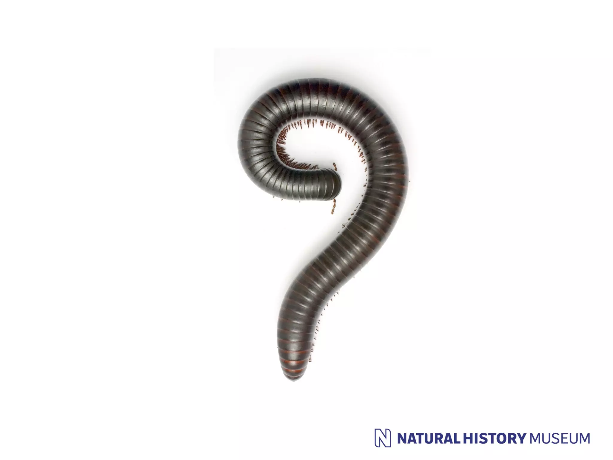 Small pieces loosely joined: a unified theory of biodiversity for the web.