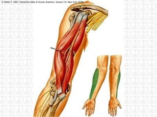 © Netter F. 2003. Interactive Atlas of Human Anatomy. Version 3.0. New York. ICON. 