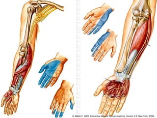 © Netter F. 2003. Interactive Atlas of Human Anatomy. Version 3.0. New York. ICON. 