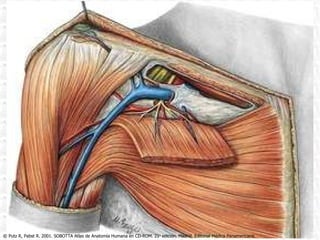 © Putz R, Pabst R. 2001. SOBOTTA Atlas de Anatomía Humana en CD-ROM. 21 a  edición. Madrid. Editorial Médica Panamericana. 