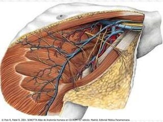© Putz R, Pabst R. 2001. SOBOTTA Atlas de Anatomía Humana en CD-ROM. 21 a  edición. Madrid. Editorial Médica Panamericana. 