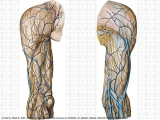 © Putz R, Pabst R. 2001. SOBOTTA Atlas de Anatomía Humana en CD-ROM. 21 a  edición. Madrid. Editorial Médica Panamericana. 