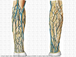 © Putz R, Pabst R. 2001. SOBOTTA Atlas de Anatomía Humana en CD-ROM. 21 a  edición. Madrid. Editorial Médica Panamericana. 