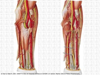 © Putz R, Pabst R. 2001. SOBOTTA Atlas de Anatomía Humana en CD-ROM. 21 a  edición. Madrid. Editorial Médica Panamericana. 