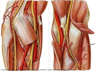 © Putz R, Pabst R. 2001. SOBOTTA Atlas de Anatomía Humana en CD-ROM. 21 a  edición. Madrid. Editorial Médica Panamericana. 