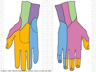 © Netter F. 2003. Interactive Atlas of Human Anatomy. Version 3.0. New York. ICON. 