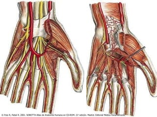 © Putz R, Pabst R. 2001. SOBOTTA Atlas de Anatomía Humana en CD-ROM. 21 a  edición. Madrid. Editorial Médica Panamericana. 