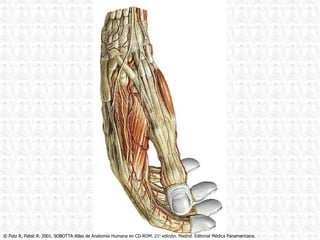 © Putz R, Pabst R. 2001. SOBOTTA Atlas de Anatomía Humana en CD-ROM. 21 a  edición. Madrid. Editorial Médica Panamericana. 