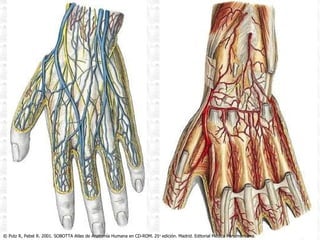 © Putz R, Pabst R. 2001. SOBOTTA Atlas de Anatomía Humana en CD-ROM. 21 a  edición. Madrid. Editorial Médica Panamericana. 