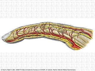 © Putz R, Pabst R. 2001. SOBOTTA Atlas de Anatomía Humana en CD-ROM. 21 a  edición. Madrid. Editorial Médica Panamericana. 