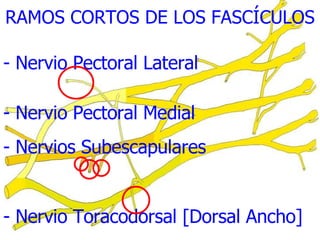 RAMOS CORTOS DE LOS FASCÍCULOS - Nervio Pectoral Lateral  Nervio Pectoral Medial Nervios Subescapulares Nervio Toracodorsal [Dorsal Ancho] 