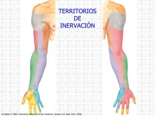 © Netter F. 2003. Interactive Atlas of Human Anatomy. Version 3.0. New York. ICON. TERRITORIOS DE INERVACIÓN 