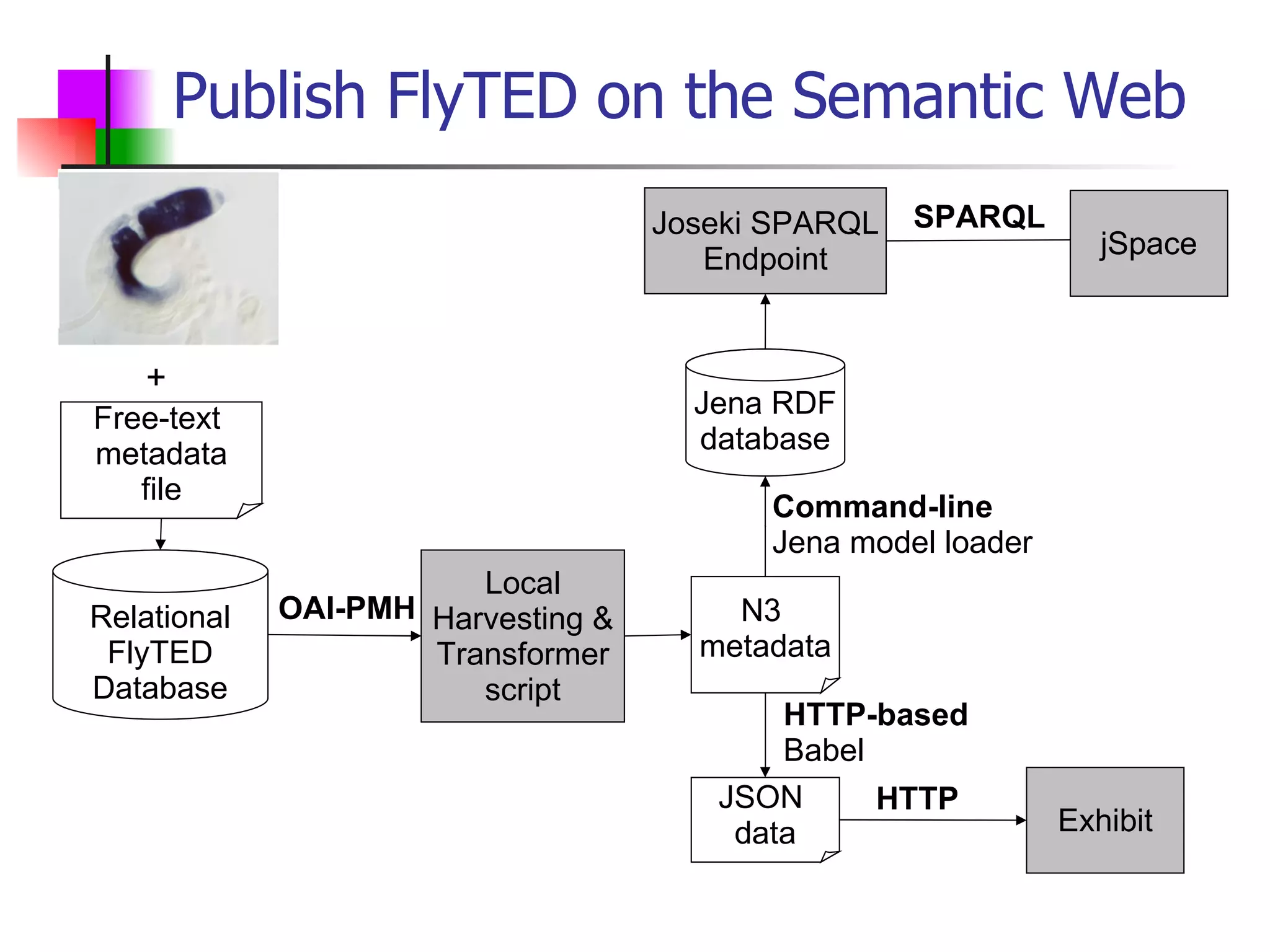 Publish FlyTED on the Semantic Web Free-text  metadata file OAI-PMH + Relational FlyTED Database N3  metadata Local Harvesting & Transformer script Jena RDF database Command-line   Jena model loader Joseki SPARQL Endpoint JSON  data HTTP-based   Babel HTTP SPARQL jSpace Exhibit 