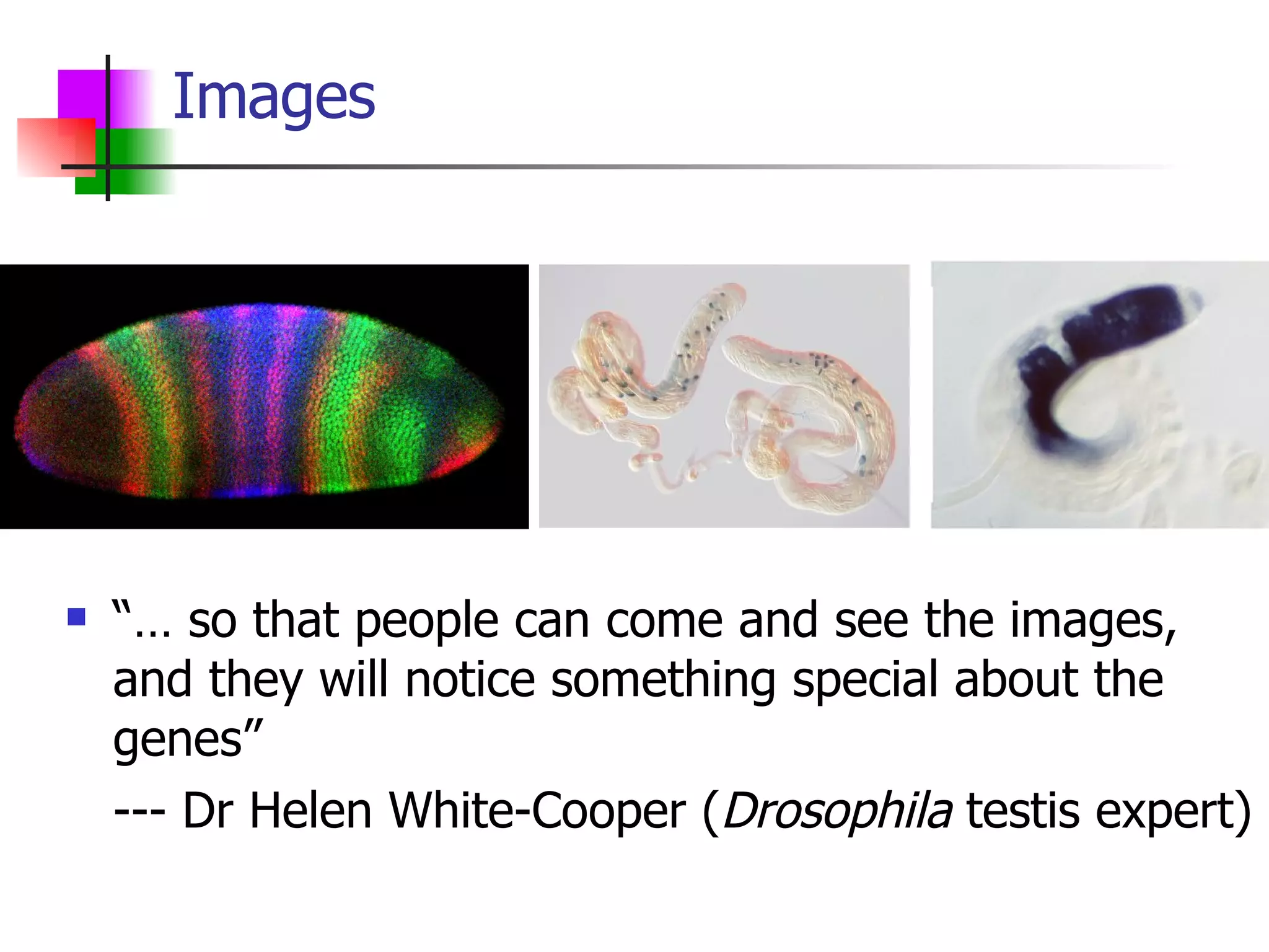 Images “…  so that people can come and see the images, and they will notice something special about the genes”  --- Dr Helen White-Cooper ( Drosophila  testis expert) 
