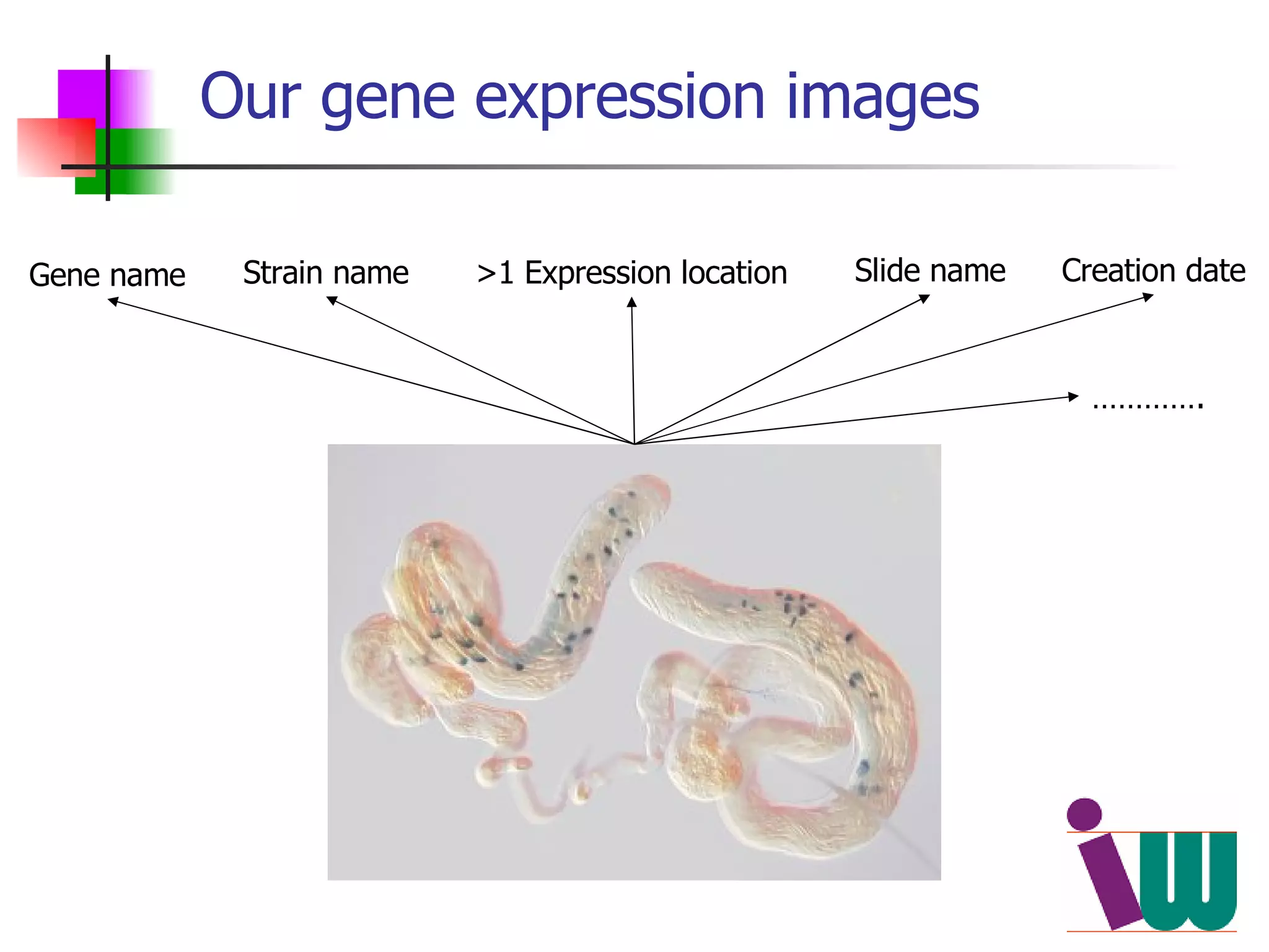 Our gene expression images Gene name Strain name >1 Expression location Slide name Creation date ………… . 