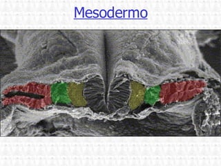 Mesodermo 
