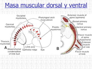 Masa muscular dorsal y ventral 