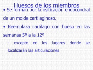 Huesos de los miembros Se forman por la osificación endocondral de un molde cartilaginoso. Reemplaza cartílago con hueso en las semanas 5ª a la 12ª excepto en los lugares donde se localizarán las articulaciones 
