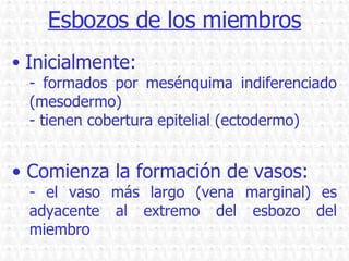 Esbozos de los miembros Inicialmente: formados por mesénquima indiferenciado (mesodermo) tienen cobertura epitelial (ectodermo) Comienza la formación de vasos: - el vaso más largo (vena marginal) es adyacente al extremo del esbozo del miembro 