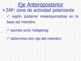 Eje Anteroposterior ZAP: zona de actividad polarizante región posterior mesenquimatosa en la base del miembro secreta sonic hedgehog determina otro eje del miembro 