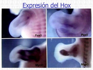Expresión del Hox 