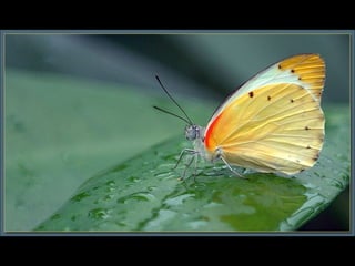 Beauté des papillons