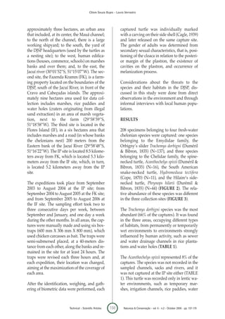 Clóvis Souza Bujes - Laura Verrastro




approximately three hectares, an urban area                         captured turtle was individually marked
that included, at its center, the Mauá channel;                     with a carving on their side shell (Cagle, 1939)
to the north of the channel, there is a large                       and later released on the same capture site.
working shipyard; to the south, the yard of                         The gender of adults was determined from
the DJSP headquarters (used by the turtles as                       secondary sexual characteristics, that is, posi-
a nesting site); to the west, human edifica-                        tioning of the cloaca in relation to the posteri-
tions (houses, commerce, schools) on marshes                        or margin of the plastron, the existence of
banks and over them; and, to the east, the                          cavities on the plastron, and occurrence of
Jacuí river (30°01’52”S, 51°15’07”W). The sec-                      melanization process.
ond site, the Fazenda Kramm (FK), is a farm-
ing property located on the boundaries of the                       Considerations about the threats to the
DJSP, south of the Jacuí River, in front of the                     species and their habitats in the DJSP, dis-
Cravo and Cabeçudas islands. The approxi-                           cussed in this study were done from direct
mately nine hectares area used for data col-                        observations in the environment and through
lection includes marshes, rice paddies and                          informal interviews with local human popu-
water holes (craters originating from illegal                       lations.
sand extraction) in an area of marsh vegeta-
tion, next to the farm (29°58’59”S,                                 RESULTS
51°18’58”W). The third site is located in the
Flores Island (IF), in a six hectares area that                     208 specimens belonging to four fresh-water
includes marshes and a road (in whose banks                         chelonian species were captured: one species
the chelonians nest) 200 meters from the                            belonging to the Emydidae family, the
Eastern bank of the Jacuí River (29°58’48”S,                        Orbigny’s slider Trachemys dorbigni (Duméril
51°16’22”W). The IP site is located 8.5 kilome-                     & Bibron, 1835) (N=137), and three species
ters away from FK, which is located 5.3 kilo-                       belonging to the Chelidae family, the spine-
meters away from the IF site, which, in turn,                       necked turtle, Acanthochelys spixii (Duméril &
is located 5.2 kilometers away from the IP                          Bibron, 1835) (N=16), the South American
site.                                                               snake-necked turtle, Hydromedusa tectifera
                                                                    (Cope, 1870) (N=11), and the Hilaire’s side-
The expeditions took place from September                           necked turtle, Phrynops hilarii (Durémil &
2003 to August 2004 at the IP site; from                            Bibron, 1835) (N=44) (FIGURE 2). The rela-
September 2004 to August 2005 at the FK site;                       tive abundance of these species was different
and from September 2005 to August 2006 at                           in the three collection sites (FIGURE 3).
the IF site. The sampling effort took two to
three consecutive days per week, between                            The Trachemys dorbigni species was the most
September and January, and one day a week                           abundant (66% of the captures). It was found
during the other months. In all areas, the cap-                     in the three areas, occupying different types
tures were manually made and using six box-                         of habitats, from permanently or temporarily
traps (600 mm X 306 mm X 800 mm), which                             wet environments to environments strongly
used chicken carcasses as bait. The traps were                      influenced by human activity, such as sewer
semi-submersed placed, at a 40-meters dis-                          and water drainage channels in rice planta-
tance from each other, along the banks and re-                      tions and water holes (TABLE 1).
mained in the site for at least 24 hours. The
traps were revised each three hours and, at                         The Acanthochelys spixii represented 8% of the
each expedition, their location was changed,                        captures. The species was not recorded in the
aiming at the maximization of the coverage of                       sampled channels, sacks and rivers, and it
each area.                                                          was not captured at the IP site either (TABLE
                                                                    1). This turtle was recorded only in lentic wa-
After the identification, weighing, and gath-                       ter environments, such as temporary mar-
ering of biometric data were performed, each                        shes, irrigation channels, rice paddies, water



                         Technical – Scientific Articles   158        Natureza & Conservação - vol. 6 - n.2 - October 2008 - pp. 157-170
 