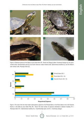 Chelonians from the Delta of Jacuí River, RS, Brazil: habitats use and conservation




                                                                                                                                                         English
  A                                                                           B




  C                                                                           D




Figure 2: Chelonian species of the Delta do Jacuí State Park, RS – Brazil: the Orbigny’s slider Trachemys dorbigni (a), the spine-
necked turtle, Acanthochelys spixii (b), the South American snake-necked turtle, Hydromedusa tectifera (c), and the Hilaire’s
side-necked turtle, Phrynops hilarii (d).



                                                                                                     Pintada Island (N =
          Ph
                                                                                                     Flores Island (N = 65

                                                                                                     Fazenda Kramm (N= 74)
          Ht
Species




          As




          Td


               0     0,1             0,2              0,3              0,4          0,5             0,6             0,7             0,8            0,9

                                                                    Proportional Captures

Figure 3: The rate of the four fresh-water turtle species captured in the Pintada Island, in the Flores Island, and in the Fazenda
Kramm, in the Delta do Jacuí State Park, RS – Brazil. The total number of captured individuals is between brackets. Ph =
Phrynops hilarii, Ht = Hydromedusa tectifera, As = Acanthochelys spixii, and Td = Trachemys dorbigni.



                                  Technical – Scientific Articles       159       Natureza & Conservação - vol. 6 - n.2 - October 2008 - pp. 157-170
 