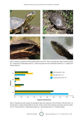Quelônios do delta do Rio Jacuí, RS, Brasil: uso de hábitats e conservação




  A                                                                 B




  C                                                                 D




Figura 2: Espécies de quelônios do Parque Estadual Delta do Jacuí, RS – Brasil: a tartaruga-tigre-d’água Trachemys dorbigni
(a), o cágado-preto Acanthochelys spixii (b), o cágado-de-pescoço-de-cobra Hydromedusa tectifera (c) e o cágado-cinza
Phrynops hilarii (d).



                                                                                          Ilha Pintada (N = 69)
           Ph
                                                                                          Ilha Flores (N = 65

                                                                                          Fazenda Kramm (N= 74)
           Ht
Espécies




           As




           Td


                0   0,1          0,2             0,3          0,4         0,5             0,6            0,7             0,8               0,9

                                                          Capturas proporcionais

Figura 3: Proporção das quatro espécies de tartarugas de água doce capturadas na Ilha da Pintada, na Ilha das Flores e na
Fazenda Kramm, no Parque Estadual Delta do Jacuí, RS – Brasil. O número total de indivíduos capturados está entre parênte-
ses. Ph = Phrynops hilarii, Ht = Hydromedusa tectifera, As = Acanthochelys spixii e Td = Trachemys dorbigni.




                                Artigos Técnico-Científicos    51       Natureza & Conservação - vol. 6 - nº2 - Outubro 2008 - pp. 47-60
 