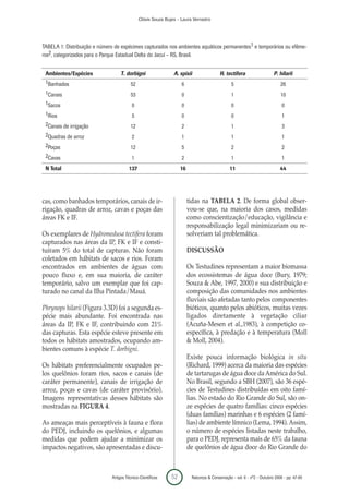 Clóvis Souza Bujes - Laura Verrastro




TABELA 1: Distribuição e número de espécimes capturados nos ambientes aquáticos permanentes1 e temporários ou efême-
ros2, categorizados para o Parque Estadual Delta do Jacuí – RS, Brasil.


 Ambientes/Espécies                T. dorbigni                 A. spixii                 H. tectifera                   P. hilarii
 1Banhados                               52                        6                           5                            26
 1Canais                                 53                        0                           1                            10
 1Sacos                                  0                         0                           0                             0
 1Rios                                   5                         0                           0                             1
 2Canais de irrigação                    12                        2                           1                             3
 2Quadras de arroz                       2                         1                           1                             1
 2Poças                                  12                        5                           2                             2
 2Cavas                                  1                         2                           1                             1
 N Total                               137                         16                          11                           44




cas, como banhados temporários, canais de ir-                           tidas na TABELA 2. De forma global obser-
rigação, quadras de arroz, cavas e poças das                            vou-se que, na maioria dos casos, medidas
áreas FK e IF.                                                          como conscientização/educação, vigilância e
                                                                        responsabilização legal minimizariam ou re-
Os exemplares de Hydromedusa tectifera foram                            solveriam tal problemática.
capturados nas áreas da IP, FK e IF e consti-
tuíram 5% do total de capturas. Não foram                               DISCUSSÃO
coletados em hábitats de sacos e rios. Foram
encontrados em ambientes de águas com                                   Os Testudines representam a maior biomassa
pouco fluxo e, em sua maioria, de caráter                               dos ecossistemas de água doce (Bury, 1979;
temporário, salvo um exemplar que foi cap-                              Souza & Abe, 1997, 2000) e sua distribuição e
turado no canal da Ilha Pintada/Mauá.                                   composição das comunidades nos ambientes
                                                                        fluviais são afetadas tanto pelos componentes
Phrynops hilarii (Figura 3.3D) foi a segunda es-                        bióticos, quanto pelos abióticos, muitas vezes
pécie mais abundante. Foi encontrada nas                                ligados diretamente à vegetação ciliar
áreas da IP, FK e IF, contribuindo com 21%                              (Acuña-Mesen et al.,1983), à competição co-
das capturas. Esta espécie esteve presente em                           específica, à predação e à temperatura (Moll
todos os hábitats amostrados, ocupando am-                              & Moll, 2004).
bientes comuns à espécie T. dorbigni.
                                                                        Existe pouca informação biológica in situ
Os hábitats preferencialmente ocupados pe-                              (Richard, 1999) acerca da maioria das espécies
los quelônios foram rios, sacos e canais (de                            de tartarugas de água doce da América do Sul.
caráter permanente), canais de irrigação de                             No Brasil, segundo a SBH (2007), são 36 espé-
arroz, poças e cavas (de caráter provisório).                           cies de Testudines distribuídas em oito famí-
Imagens representativas desses hábitats são                             lias. No estado do Rio Grande do Sul, são on-
mostradas na FIGURA 4.                                                  ze espécies de quatro famílias: cinco espécies
                                                                        (duas famílias) marinhas e 6 espécies (2 famí-
As ameaças mais perceptíveis à fauna e flora                            lias) de ambiente límnico (Lema, 1994). Assim,
do PEDJ, incluindo os quelônios, e algumas                              o número de espécies listadas neste trabalho,
medidas que podem ajudar a minimizar os                                 para o PEDJ, representa mais de 65% da fauna
impactos negativos, são apresentadas e discu-                           de quelônios de água doce do Rio Grande do



                              Artigos Técnico-Científicos     52         Natureza & Conservação - vol. 6 - nº2 - Outubro 2008 - pp. 47-60
 