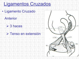 Ligamentos Cruzados Ligamento Cruzado Anterior 3 haces Tenso en extensión 