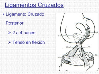Ligamentos Cruzados Ligamento Cruzado Posterior 2 a 4 haces Tenso en flexión 