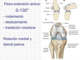 Flexo-extensión activa:  0-130° rodamiento deslizamiento traslación rotuliana Rotación medial y lateral pasiva 