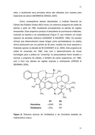31
ratos, e atualmente seus princípios ativos são utilizados com sucesso para
tratamento do câncer (NEWMAN & CRAGG, 2007).
Como conseqüência dessas descobertas, o Instituto Nacional do
Câncer dos Estados Unidos (NCI) iniciou um extensivo programa de coleta de
plantas a partir de 1960, focalizando principalmente as plantas de regiões
temperadas. Esse programa conduziu à descoberta de promissoras moléculas,
incluindo os taxanos e as camptotecinas (Figura 7), que mostram um amplo
espectro de atividade citotóxica (CASSADY & DOUROS, 1980). Os estudos
clínicos que desenvolveram essas drogas como quimioterápicos na prática
clínica perduraram por um período de 30 anos, iniciado nos anos sessenta e
finalizado apenas na década de 90 (CASSADY et al., 2004). Este programa de
coleta foi encerrado em 1982, mas com o desenvolvimento de novas
tecnologias para a prática de “screening” os pesquisadores foram levados a
reiniciar o programa de coletas, e também de outros organismos, em 1986,
com o foco nas plantas de regiões tropicais e subtropicais (CRAGG &
NEWMAN, 2005).
R1 R2
Vincristina ─CHO OH
Vimblastina ─CH3 OH
Figura 6: Estrutura química da Vimblastina e da Vincristina isoladas de
Catharanthus roseus.
31
 