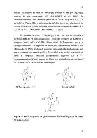 40
através da inibição do fator de transcrição nuclear NF-kB, por alquilação
seletiva da sua subunidade p65 (RÜNGELER et al., 1999). Os
furanoheliangolidos mais potentes pertecem a classe do goiazensolido. A
centraterina (Figura 13) e o goiazensolido isolados de extratos glandulares de
plantas apresentam potente atividade anti-inflamatória via inibição de NF-kB in
vivo (RÜNGELER et al., 1999; SAKAMOTO et al., 2003).
Em estudos recentes do nosso grupo de pesquisa foi avaliada a
genotoxicidade do 15-deoxigoiazensolido utilizando linhagens de bactérias e
leveduras (Vasconcellos et al., 2007). Neste estudo, foi demonstrado que o 15-
deoxigoiazensolido é mutagênico em leveduras possivelmente devido a sua
intercalação no DNA e efeitos pró-oxidantes como depleção de glutationa o que
exacerba o dano ao material genético. Esses efeitos e a similaridade estrutural
como o composto citotóxico goiazensolido sugerem que o 15-
deoxigoiazensolido também possua atividade em células tumorais, entretanto
não existem dados na literatutra a esse respeito.
O
O
O
O
O
O
O
O
O
O
O
O
HO
15-Deoxigoiazensolido Goiazensolido
O
O
O
O
O
O
HO
Centraterina
Figura 13: Estrutura química de germacronolido furanoheliangolidos da classe
do goiazensolido.
40
 