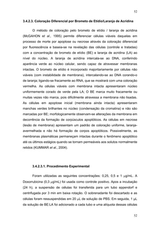 52
3.4.2.3. Coloração Diferencial por Brometo de Etídio/Laranja de Acridina
O método de coloração pelo brometo de etídio / laranja de acridina
(McGAHON et al., 1995) permite diferenciar células viáveis daquelas em
processo de morte por apoptose ou necrose através da coloração diferencial
por fluorescência e baseia-se na revelação das células (controle e tratadas)
com a concentração de brometo de etídio (BE) e laranja de acridina (LA) ao
nível do núcleo. A laranja de acridina intercala-se ao DNA, conferindo
aparência verde ao núcleo celular, sendo capaz de atravessar membranas
intactas. O brometo de etídio é incorporado majoritariamente por células não
viáveis (com instabilidade de membrana), intercalando-se ao DNA corando-o
de laranja; ligando-se fracamente ao RNA, que se mostrará com uma coloração
vermelha. As células viáveis com membrana intacta apresentaram núcleo
uniformemente corado de verde pela LA; O BE marca muito fracamente ou
muitas vezes não marca, pois dificilmente atravessa a membrana não lisadas.
As células em apoptose inicial (membrana ainda intacta) apresentaram
manchas verdes brilhantes no núcleo (condensação da cromatina) e não são
marcadas por BE; morfologicamente observam-se alterações da membrana em
decorrência da formação de corpúsculos apoptóticos. As células em necrose
(lesão de membrana) apresentam um padrão de coloração uniforme, laranja-
avermelhada e não há formação de corpos apoptóticos. Possivelmente, as
membranas plasmáticas permaneçam intactas durante o fenômeno apoptótico
até os últimos estágios quando se tornam permeáveis aos solutos normalmente
retidos (KUMMAR et al., 2004).
3.4.2.3.1. Procedimento Experimental
Foram utilizadas as seguintes concentrações: 0,25, 0,5 e 1 μg/mL. A
Doxorrubicina (0,3 μg/mL) foi usada como controle positivo. Apos a incubação
(24 h), a suspensão de células foi transferida para um tubo eppendorf e
centrifugada por 3 min em baixa rotação. O sobrenadante foi descartado e as
células foram ressuspendidas em 20 μL de solução de PBS. Em seguida, 1 μL
da solução de BE:LA foi adicionado a cada tubo e uma alíquota dessas células
52
 